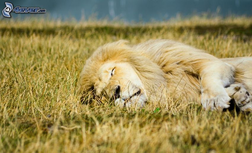 lion, dormir, herbe sèche