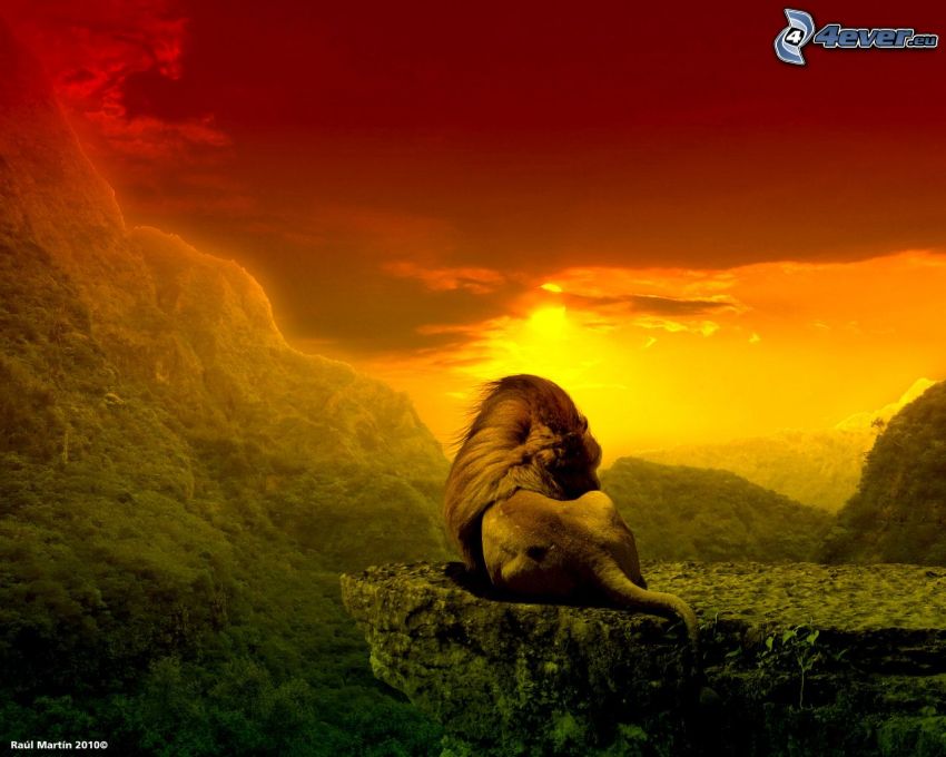 lion, jungle, coucher du soleil