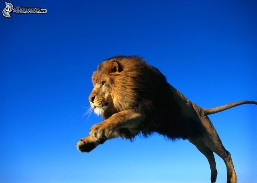 lion, saut