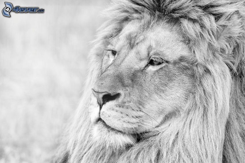 lion calme, photo noir et blanc
