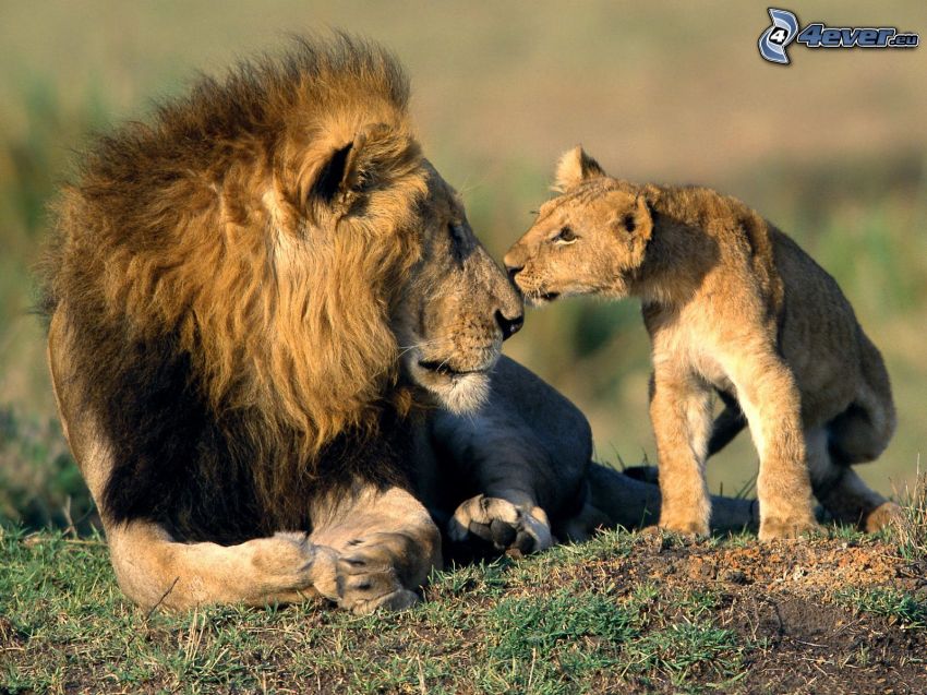 lion et lionceau, jeune