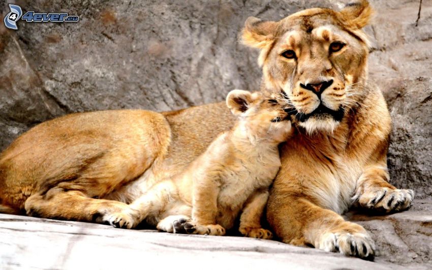 lionne avec ses petits, lionceau