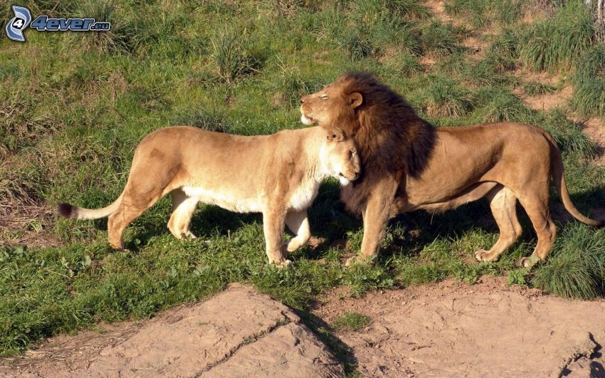 lions, amour