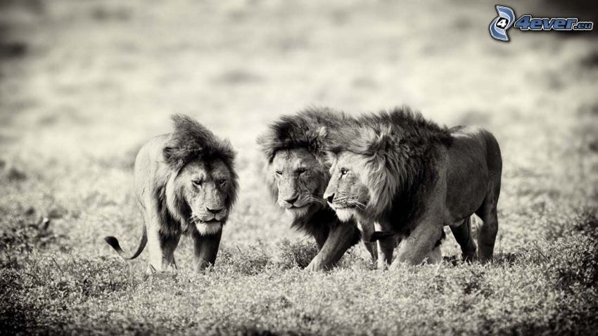 lions, noir et blanc