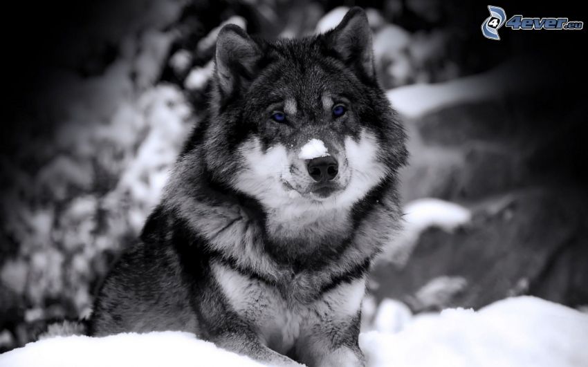 loup dans la neige