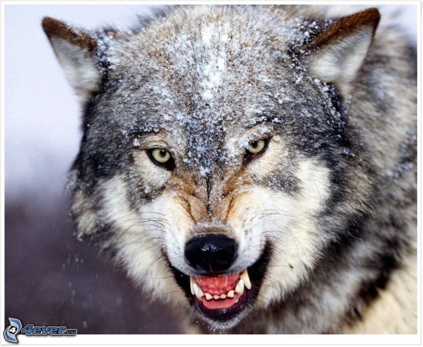 loup en colère