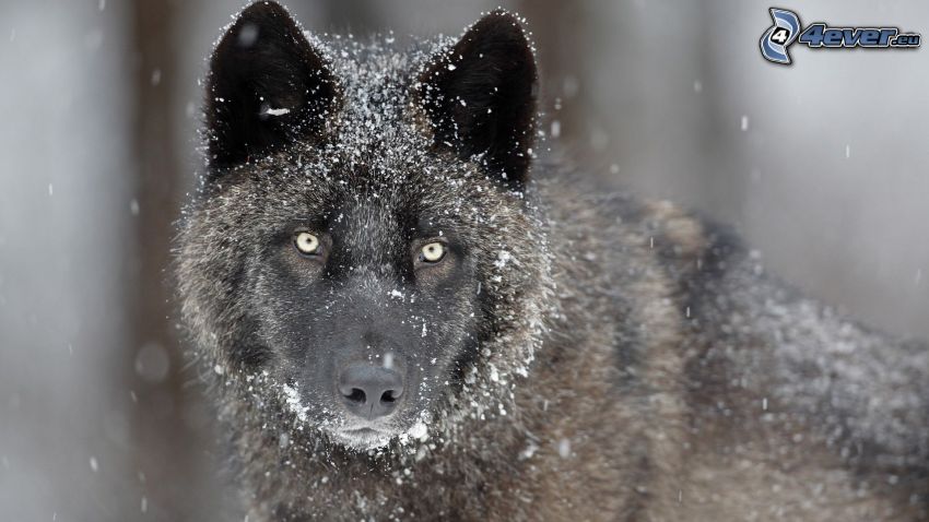 loup noir, flocons de neige