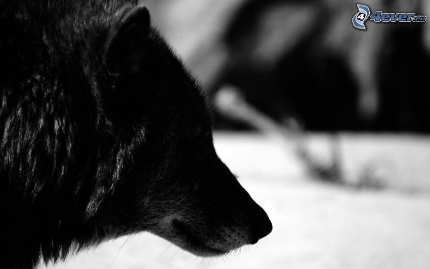loup noir