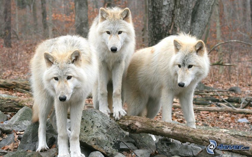 loups blancs, forêt