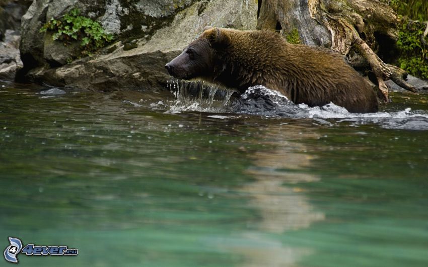 l'ours brun, eau