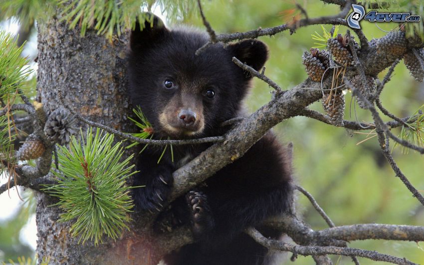 l'ours brun, jeune, arbres conifères