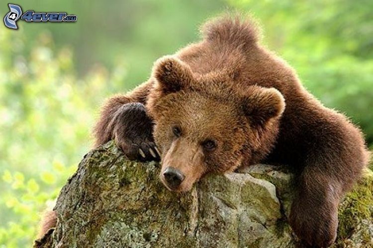 l'ours brun, pierre