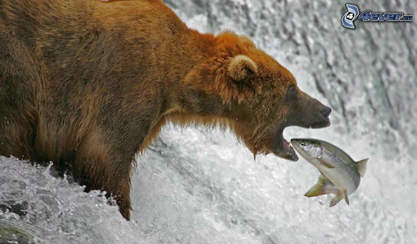 l'ours brun, poisson, chasse