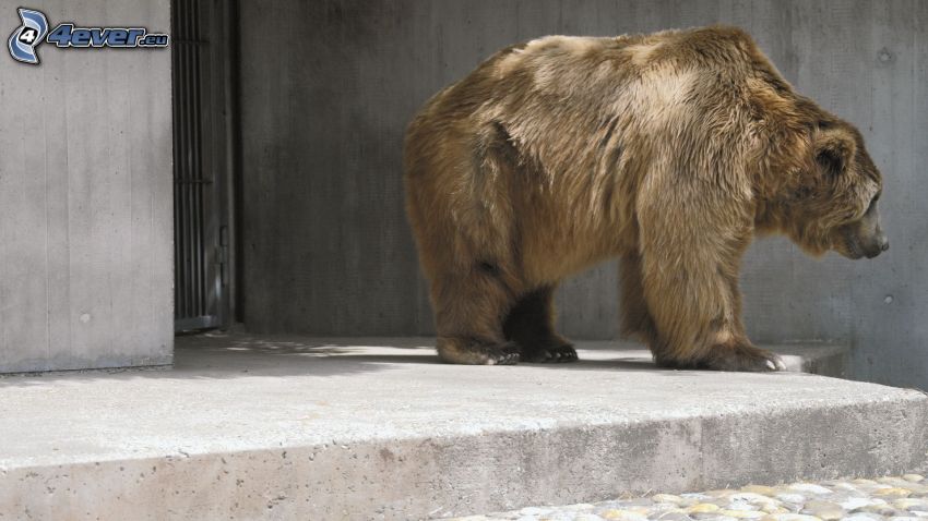 l'ours brun, ZOO
