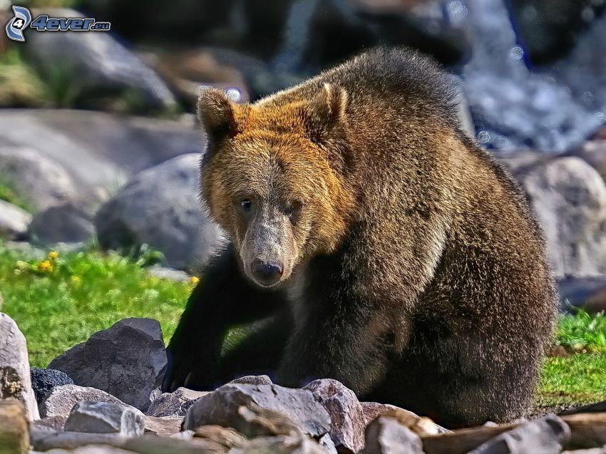 l'ours brun