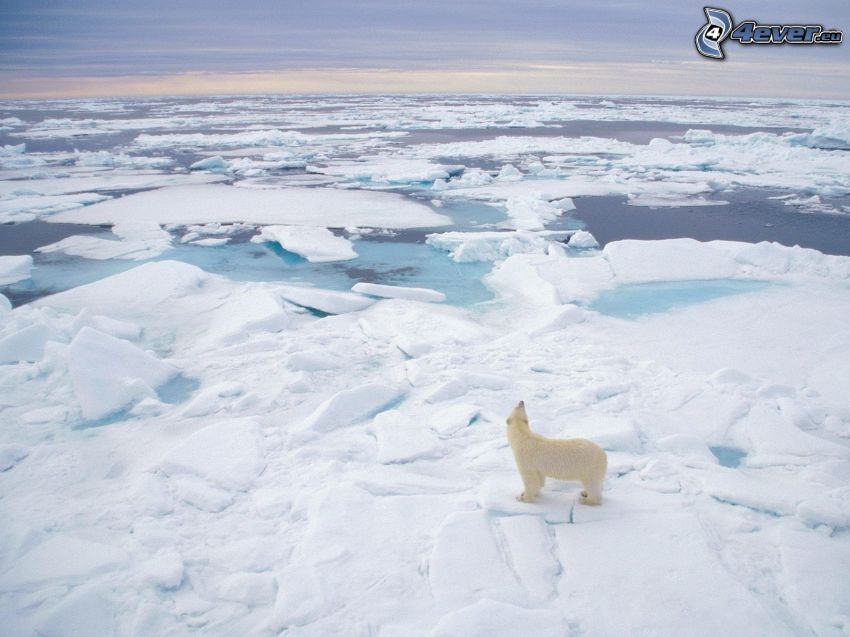 l'ours polaire, bloc de glace