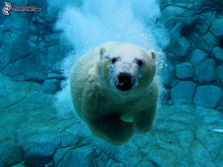 l'ours polaire, bulles