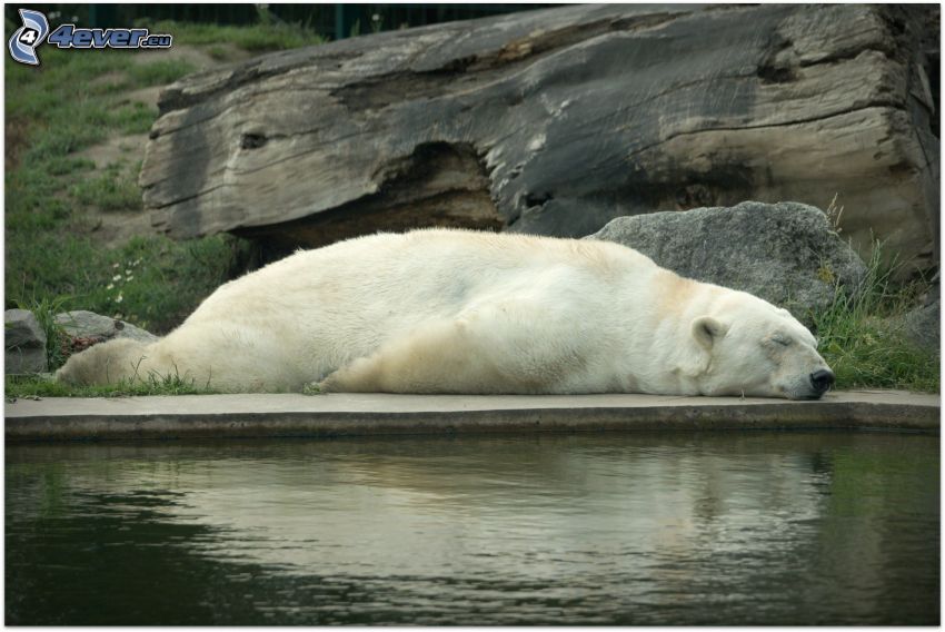 l'ours polaire, dormir, eau