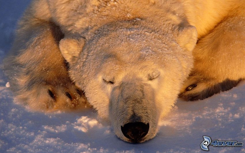 l'ours polaire, dormir, neige