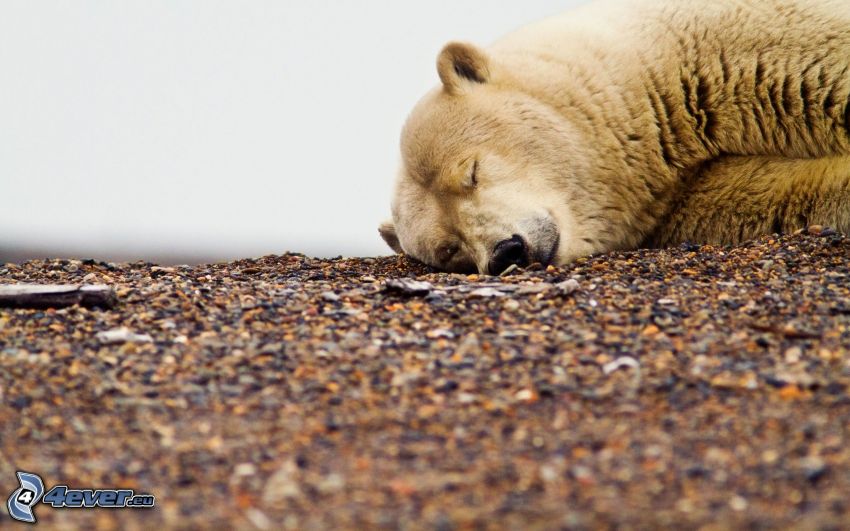 l'ours polaire, dormir, pierres