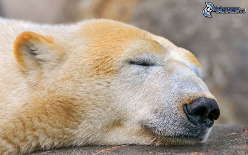 l'ours polaire, dormir