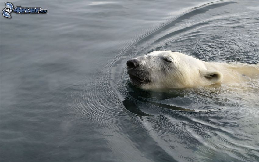 l'ours polaire, eau