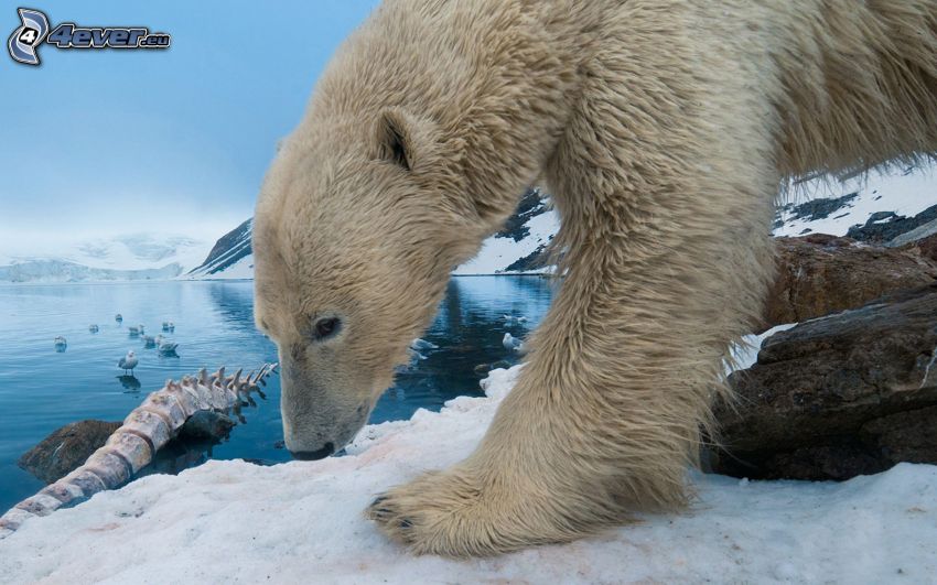 l'ours polaire, l'océan Arctique, neige