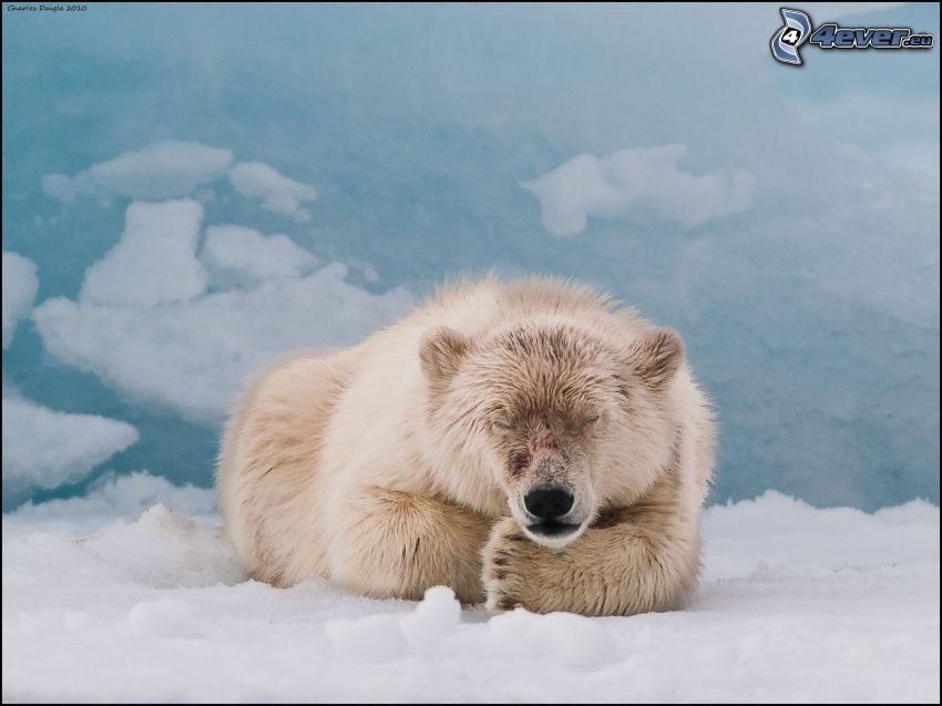 l'ours polaire, neige, dormir