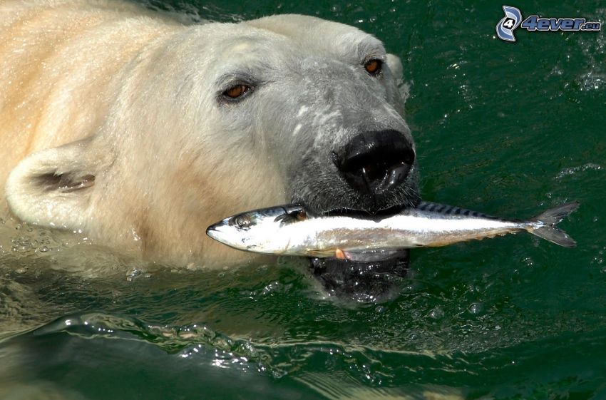 l'ours polaire, poisson, eau