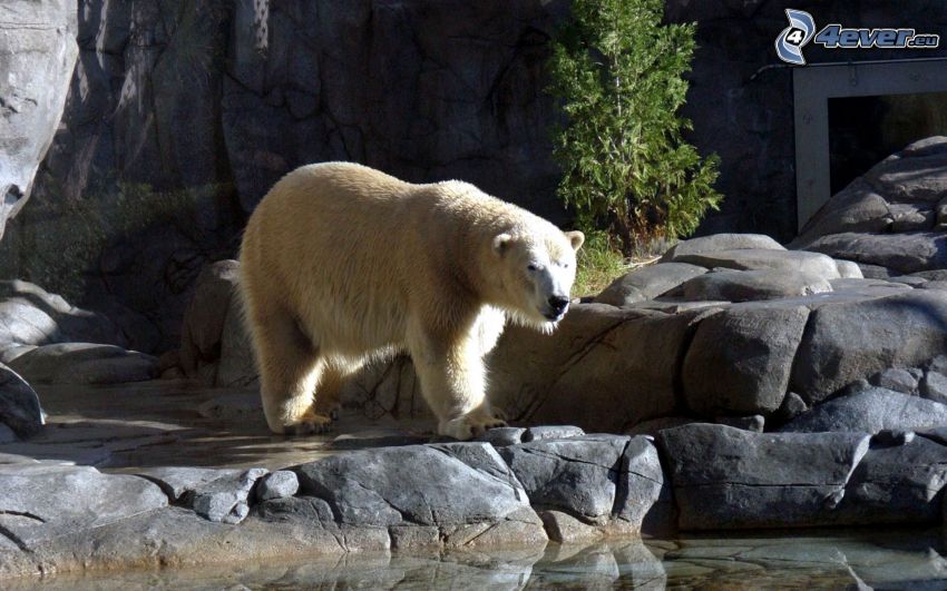 l'ours polaire, ZOO