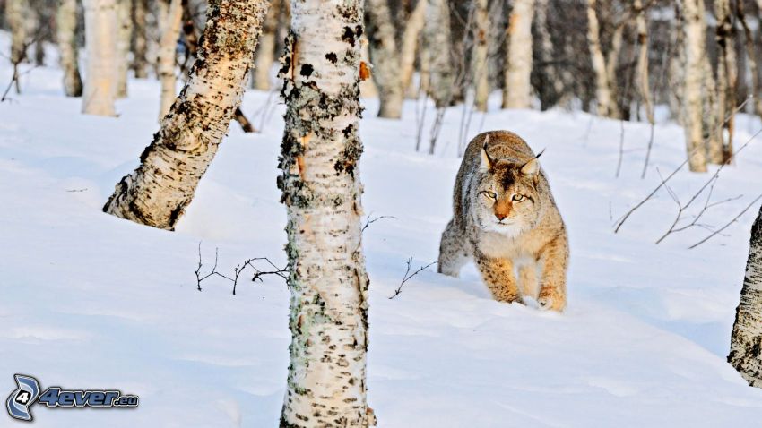 lynx, forêt de bouleaux, neige