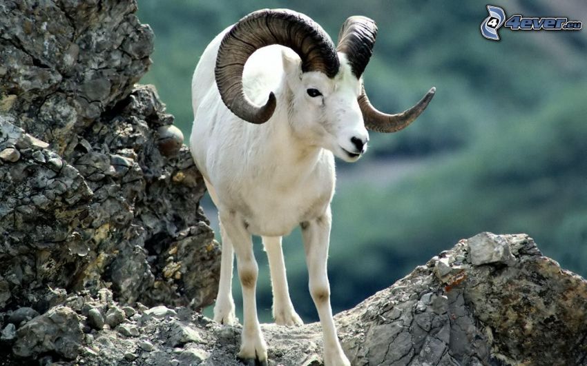 mouflon, rocher