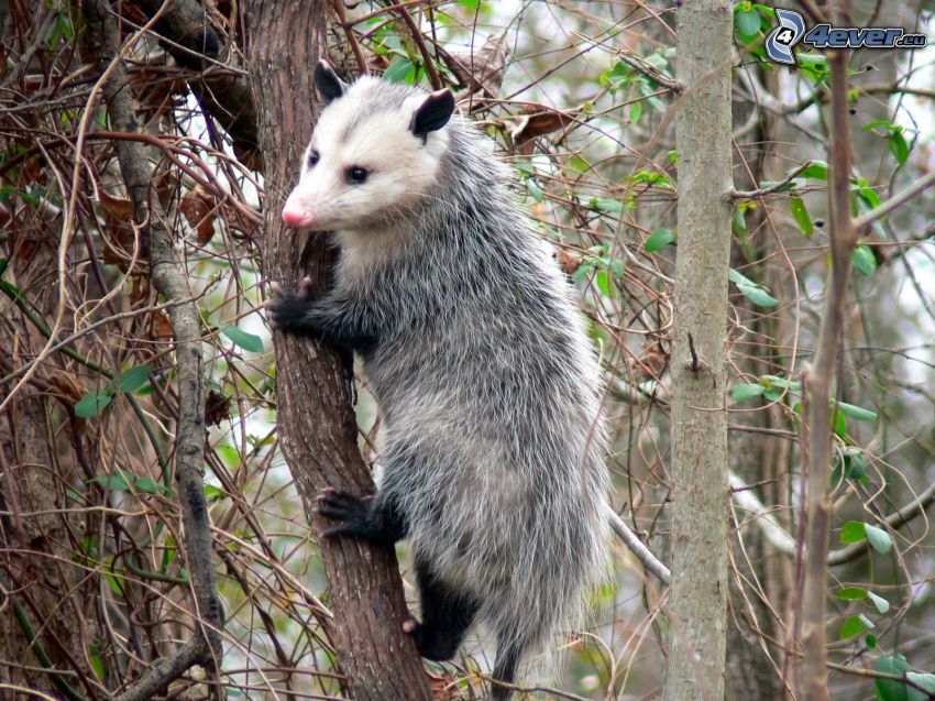opossum, arbres