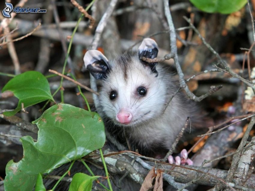 opossum, branches