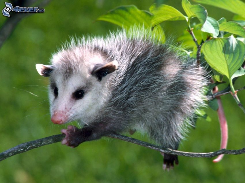 opossum, jeune