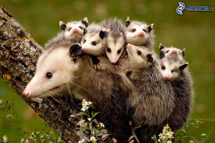 opossum, jeunes