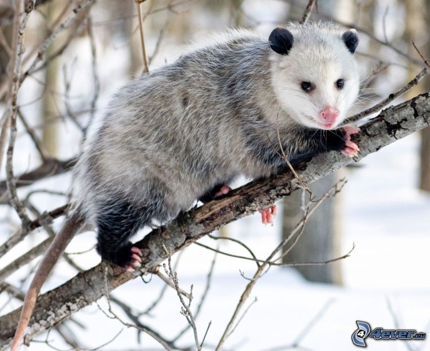 opossum, neige, branches