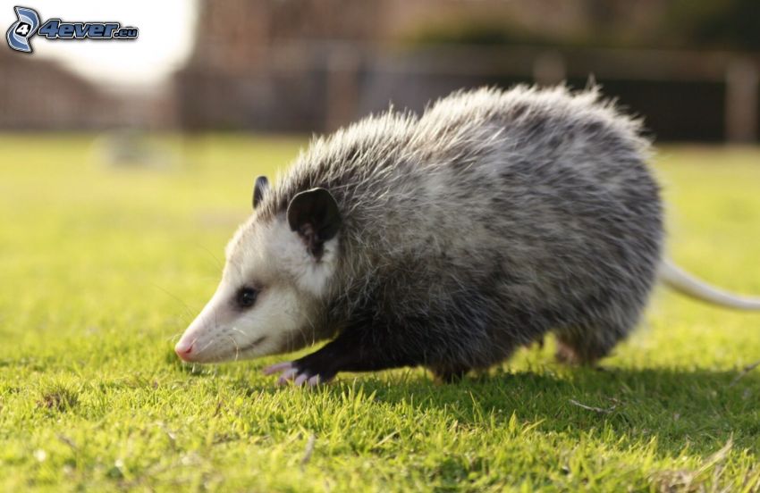 opossum, pelouse