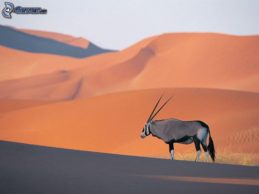 oryx, désert