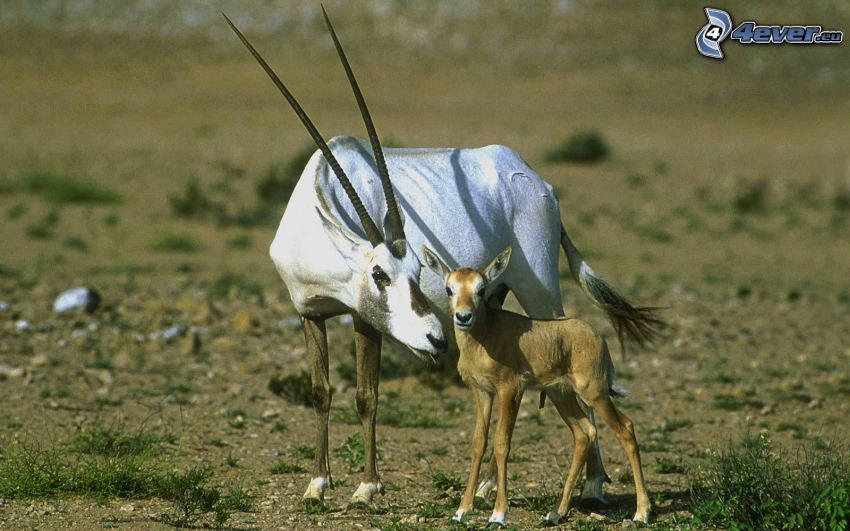 oryx, jeune