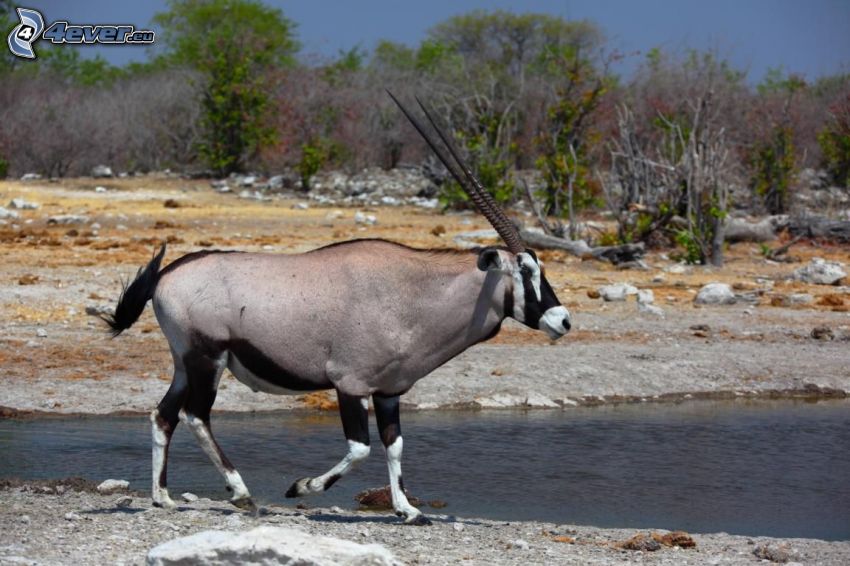 oryx, rivière, arbustes