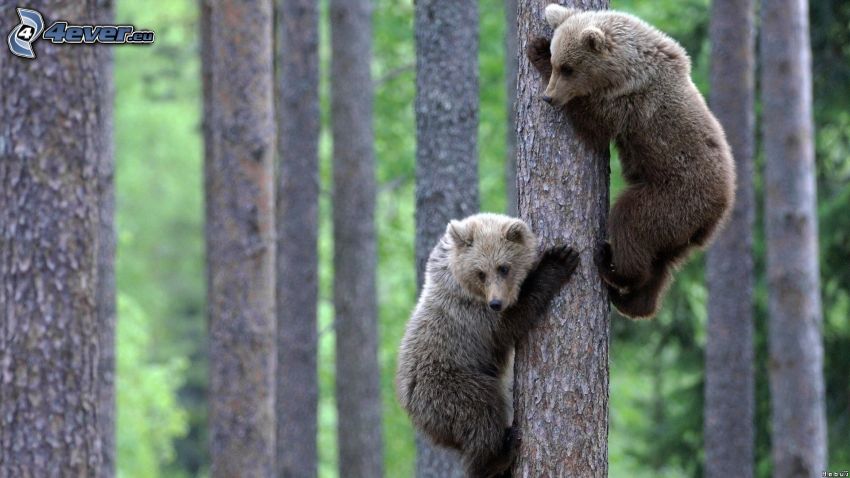 ours, forêt, les troncs