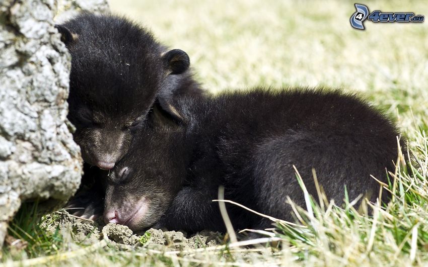 ours, jeunes, dormir, ours noir
