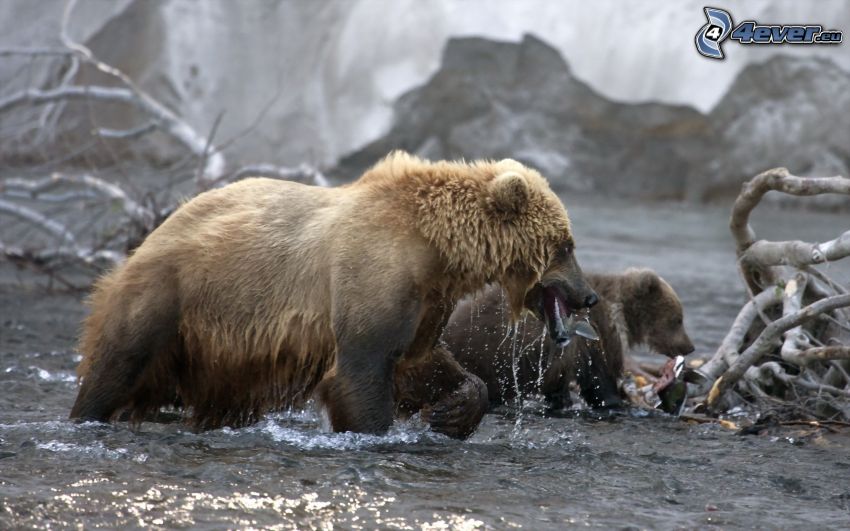 ours bruns, eau, poissons