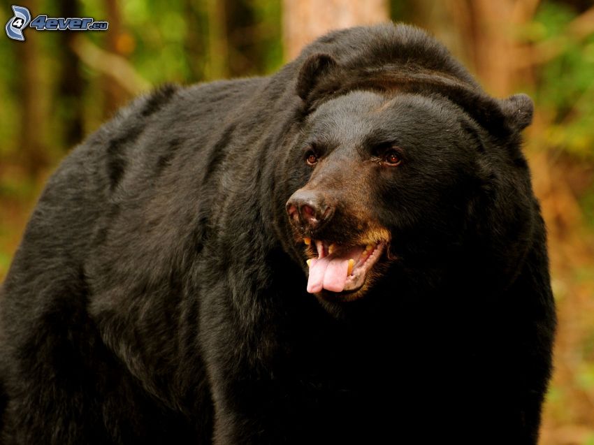 ours noir, langue tiré