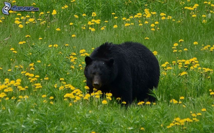 ours noir, prairie de pissenlits