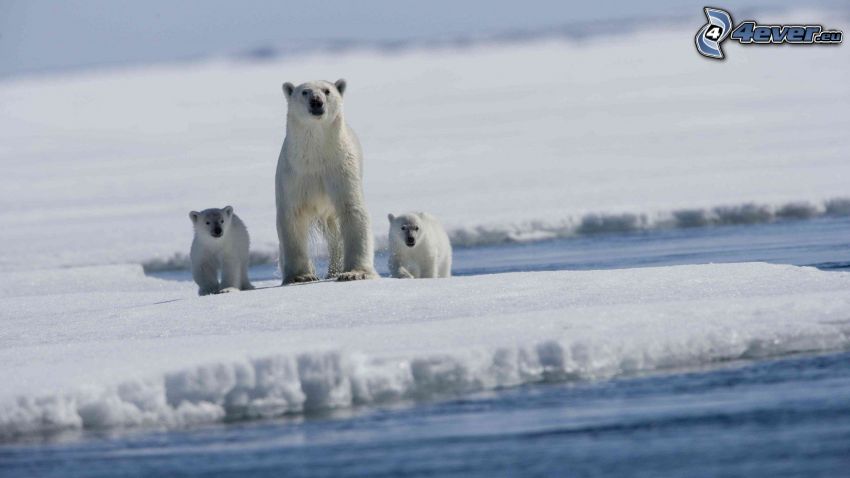 ours polaires, bloc de glace