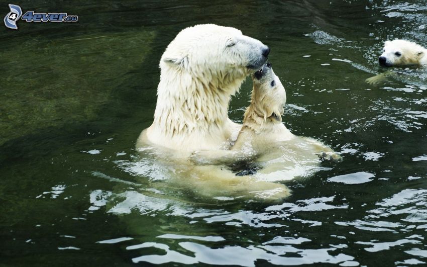 ours polaires, jeune, eau, baiser