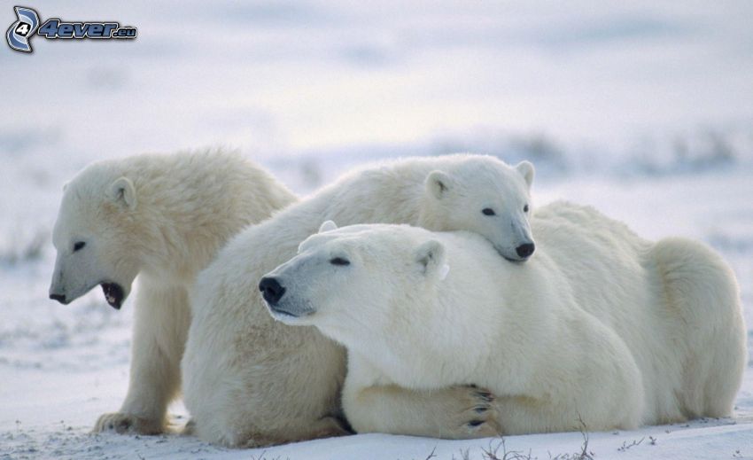 ours polaires, jeunes, neige