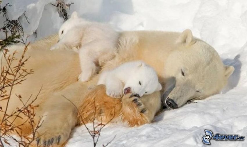 ours polaires, jeunes